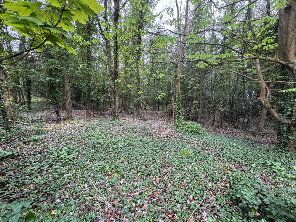 Lot: 7 - APPROX 1.7 ACRES WOODLAND - General view of the woodland